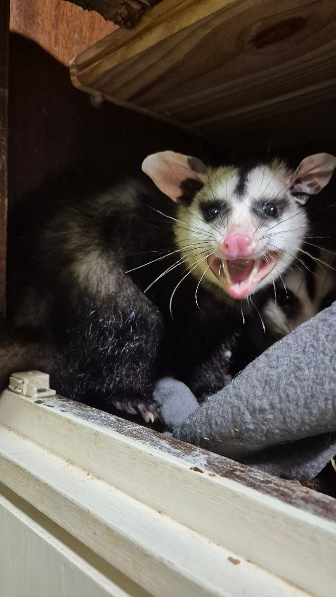 La Vic me representa cuando suena mi alarma estos días helados 🥹