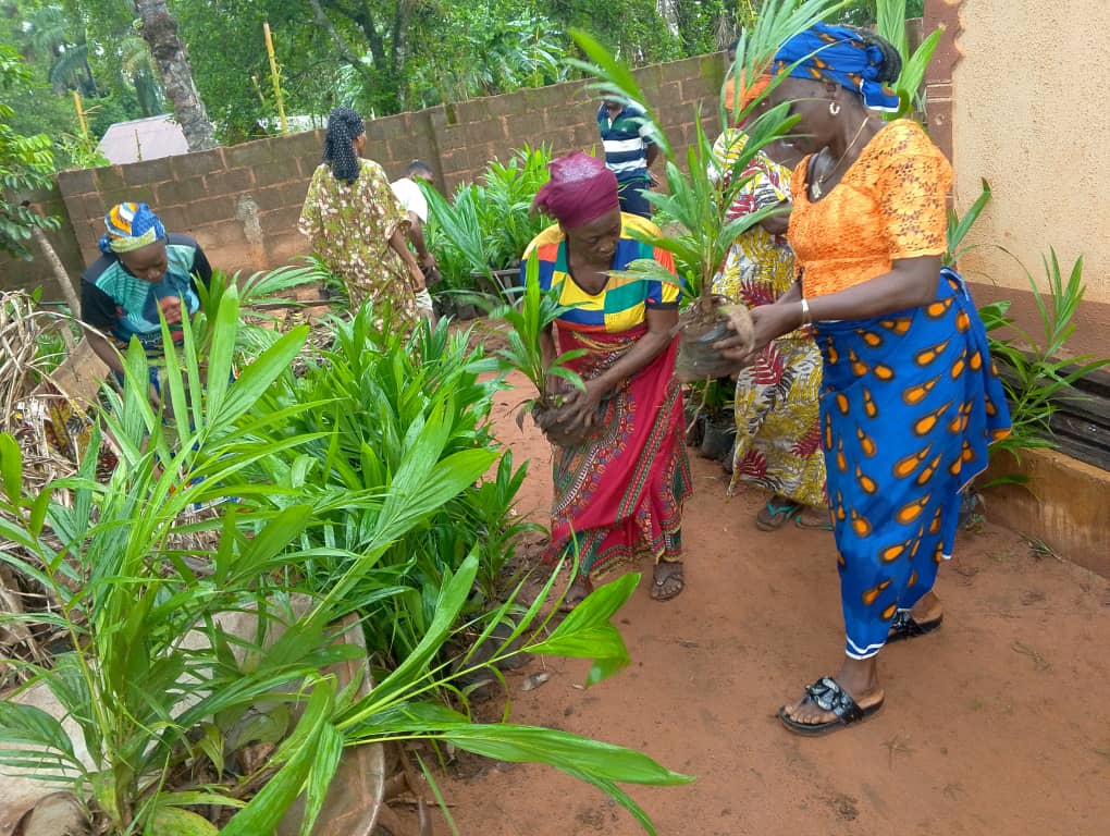 Solidaridad_wa's tweet image. Solidaridad, under #NISCOPS, is distributing 120,000 #oilpalm seedlings to farmers across 4 Nigerian states. These seedlings, from community nurseries established under the programme, will replace aged trees and boost yields &amp;amp; #income. NISCOPS is funded by @DutchMFA &amp;amp; @FCDOGovUK.