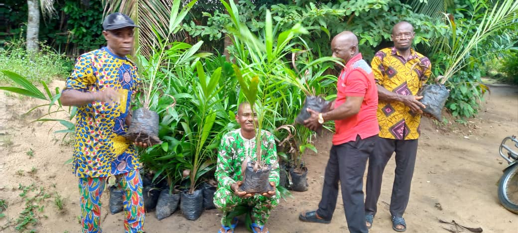 Solidaridad_wa's tweet image. Solidaridad, under #NISCOPS, is distributing 120,000 #oilpalm seedlings to farmers across 4 Nigerian states. These seedlings, from community nurseries established under the programme, will replace aged trees and boost yields &amp;amp; #income. NISCOPS is funded by @DutchMFA &amp;amp; @FCDOGovUK.