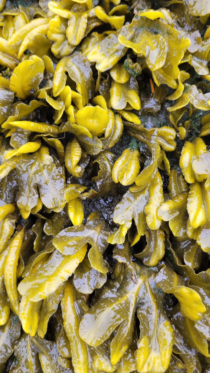 Katie Macfarlane tweet media