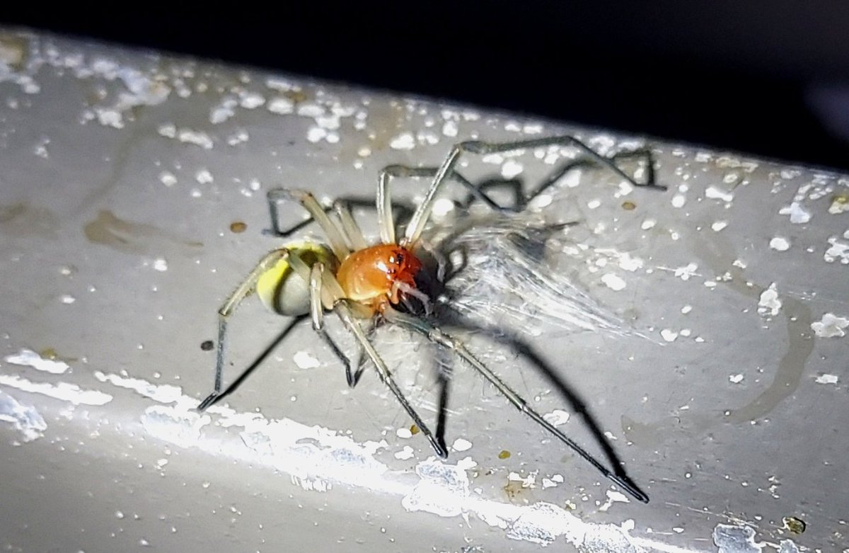 「クモ画像注意 カバキコマチグモの食事シーン。 毒は持っていても、特に攻撃的ではな」|浅利与一義遠のイラスト