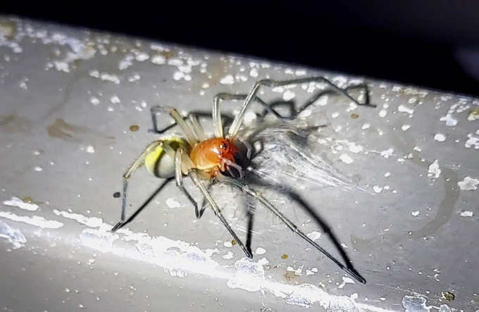 クモ画像注意 カバキコマチグモの食事シーン。 毒は持っていても、特に攻撃的ではなく、スマホを近付けると腰が引ける感じの挙動(どこが腰だよ) ご飯があるので、それを置いて物陰に逃げ込むとかは無かったが、4日前のの初遭遇時は、スマホを近付けると、さっさと見えなくなった。