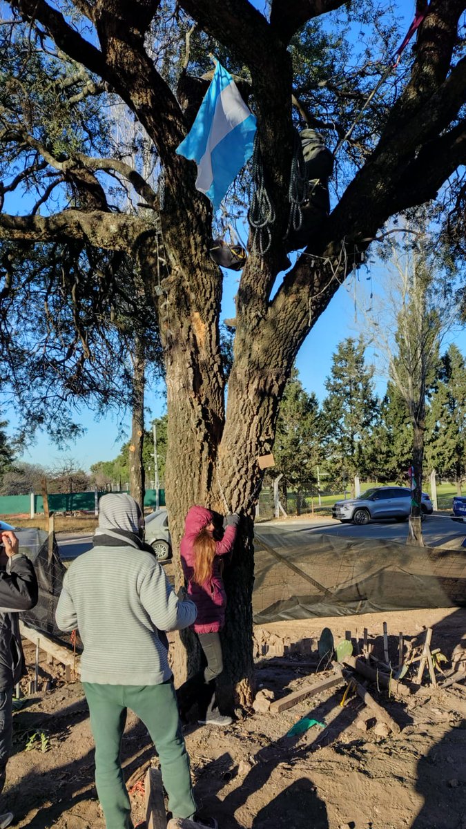 SaladePrensaAmb's tweet photo. #Ahora
🦉Un vecino decidió subirse al #QuebrachoBlanco centenario de Avenida Padre Luchesse y permanecer allí para frenar el intento de extracción del árbol por parte de la empresa provincial Caminos de las Sierras. https://t.co/ZKN3Gxd9Bx