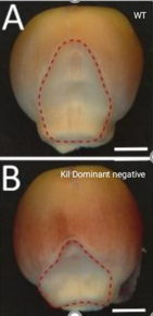 ThomasWidiez's tweet image. 🌽 A dream maize seed phenotype—finally real❗

Two KIL TFs trigger lytic cell death in endosperm (EAS) ➡️ boosting embryo growth!

@ThePlantCell 

Huge credit to @MoritzNowack &amp;amp; @NicolasMDoll for leading this work 🙌 Fantastic collaboration 🤝

📖doi.org/10.1093/plcell…