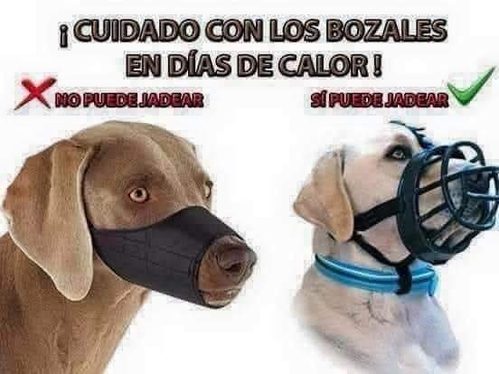 Se acercan días de mucho calor, si sales a pasear con tu perro, ten mucho cuidado con la clase de bozal que le pones, es más aconsejable usar el bozal ancho el el perro pueda jadear⬇️⬇️⬇️⬇️