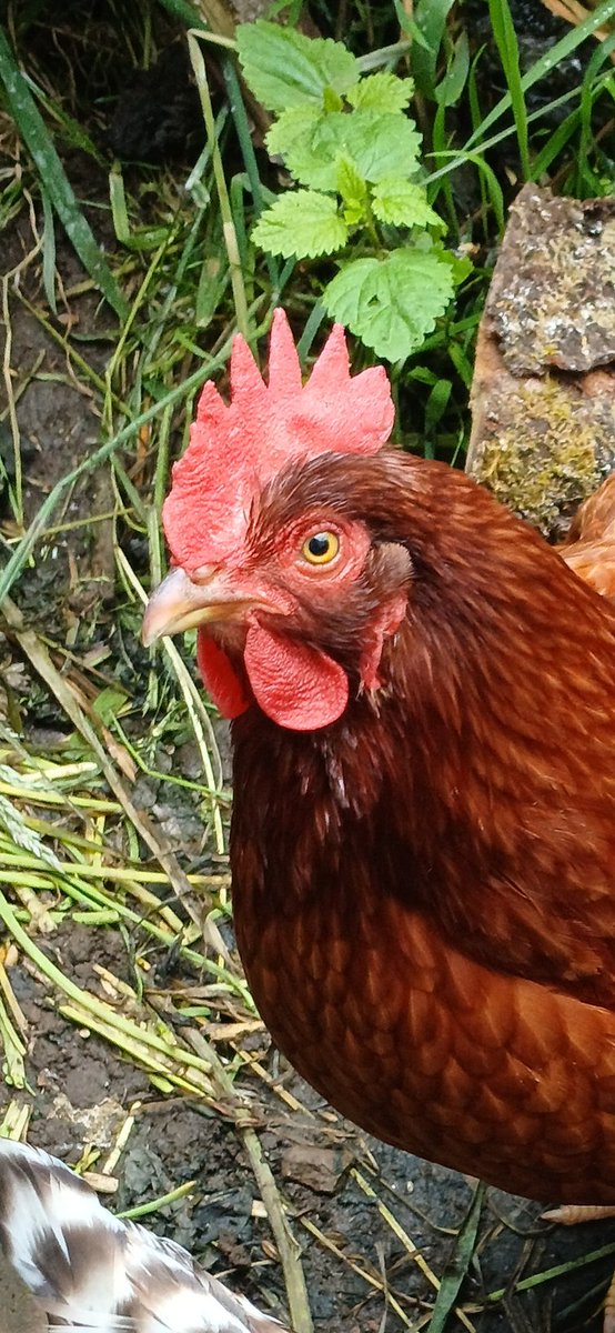 FlairCandy's tweet photo. Meet, Redish. https://t.co/tbMOlJCxxC