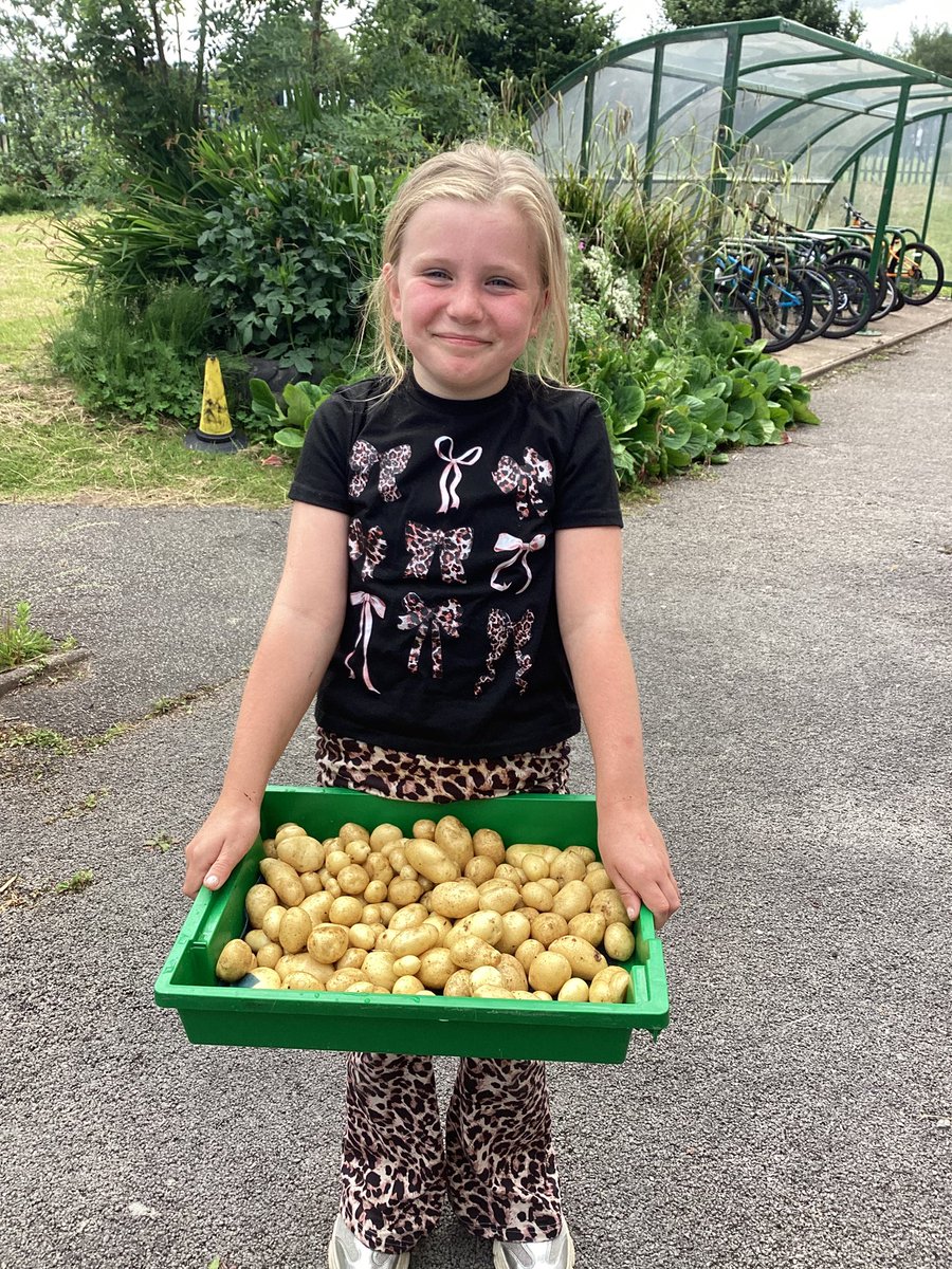 bhhjunior's tweet photo. Black Horse Hill Junior’s ’Kitchen Garden’ has produced this lovely crop of new potatoes! #bhhjcollaboration #bhhjscience @OakTreesMAT https://t.co/uv2LgGphks