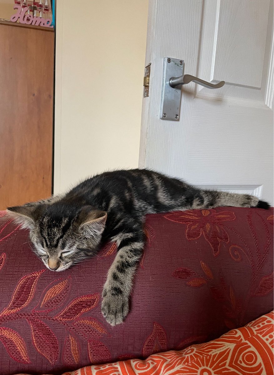 nickluckham's tweet image. Crumpet, the latest addition to the family, is settling in well :)