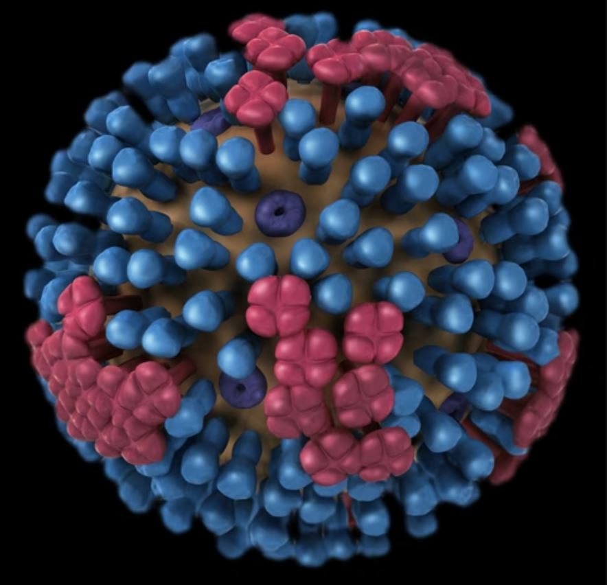 GCIR_Unige's tweet image. New study: #Flu virus develops resistance fast, except to #oseltamivir. Even combo therapies can’t fully stop it. More robust #antivirals are urgently needed! 

Read it in #AntiviralResearch

Summary: unige.ch/medecine/gcir/…
Full: doi.org/10.1016/j.anti…