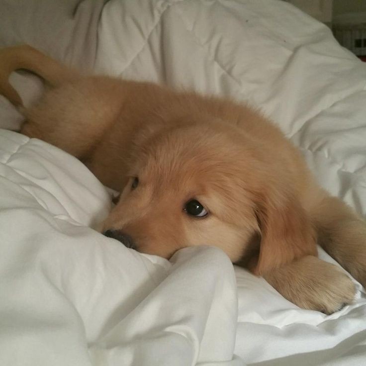 puppies video tweet media
