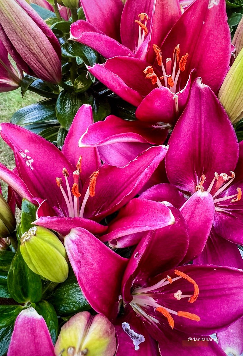 danitahamel's tweet image. Good morning and happy Monday!🫖☕️👋🏻😁

Let’s see your First Days of Summer captures!🌺

#FirstDaysOfSummer