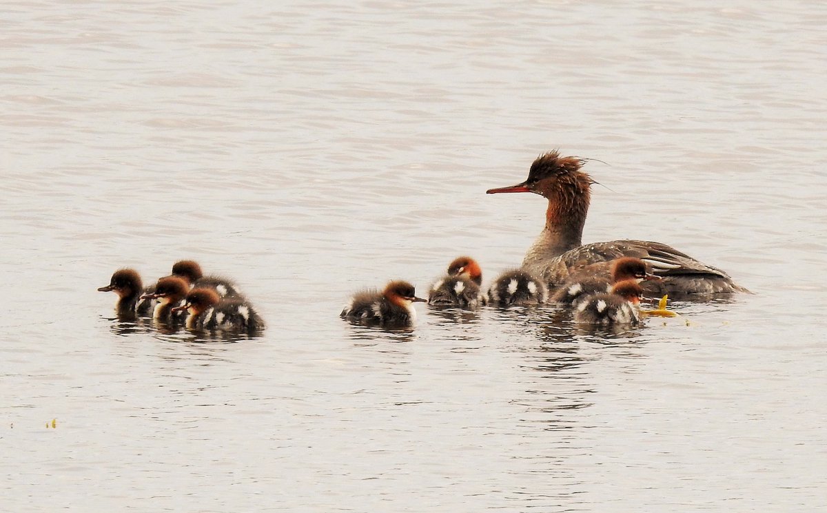 A lovely family of Red-breasted Mergansers, one of two broods we encountered on Barra this morning.