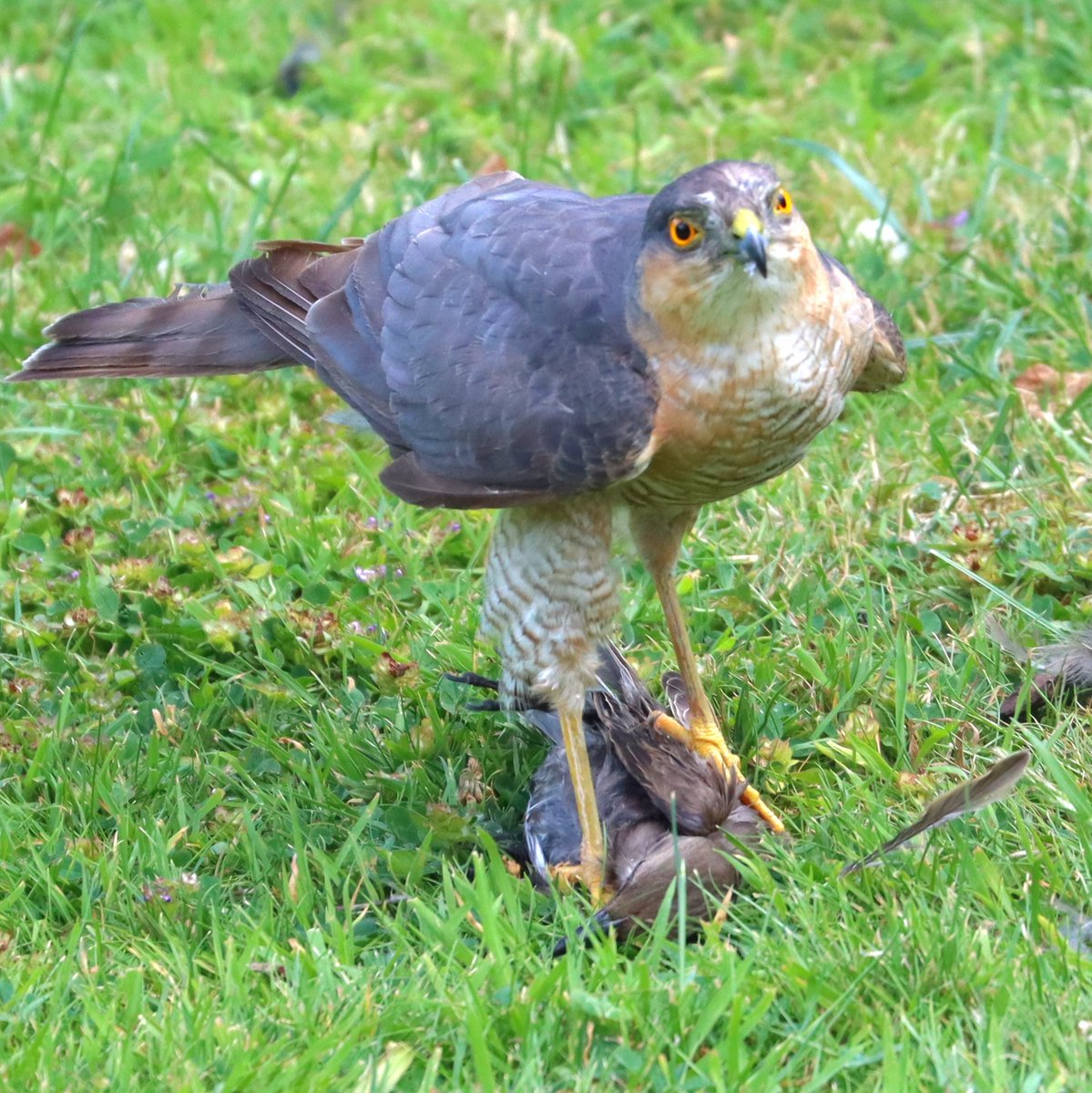 KaptainKwack's tweet image. A killer in our garden.... Sparrowhawk after taking one of the juvenile Starlings thus afternoon.
@BBCSpringwatch #Sparrowhawk
