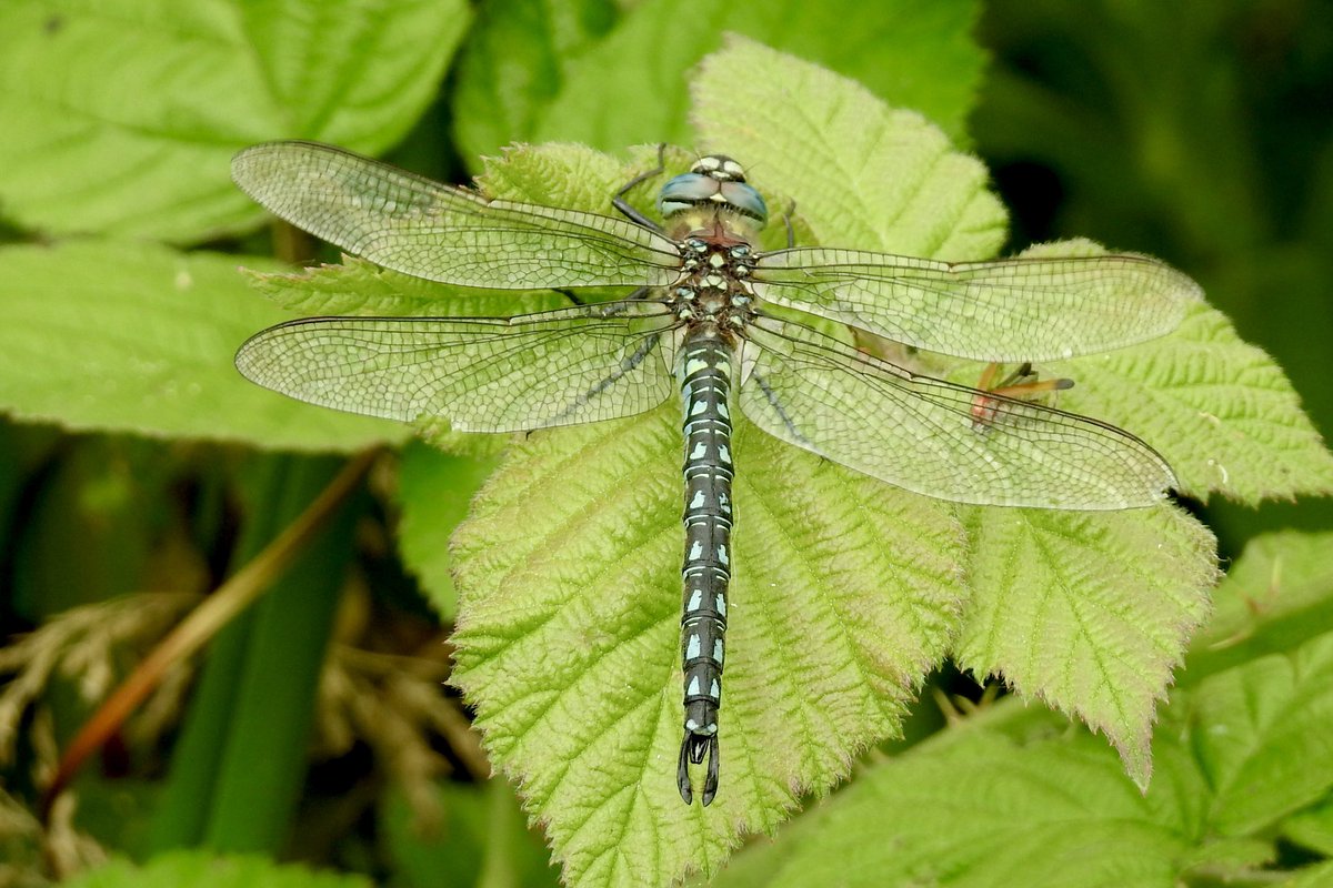 Pat Hogarth tweet media