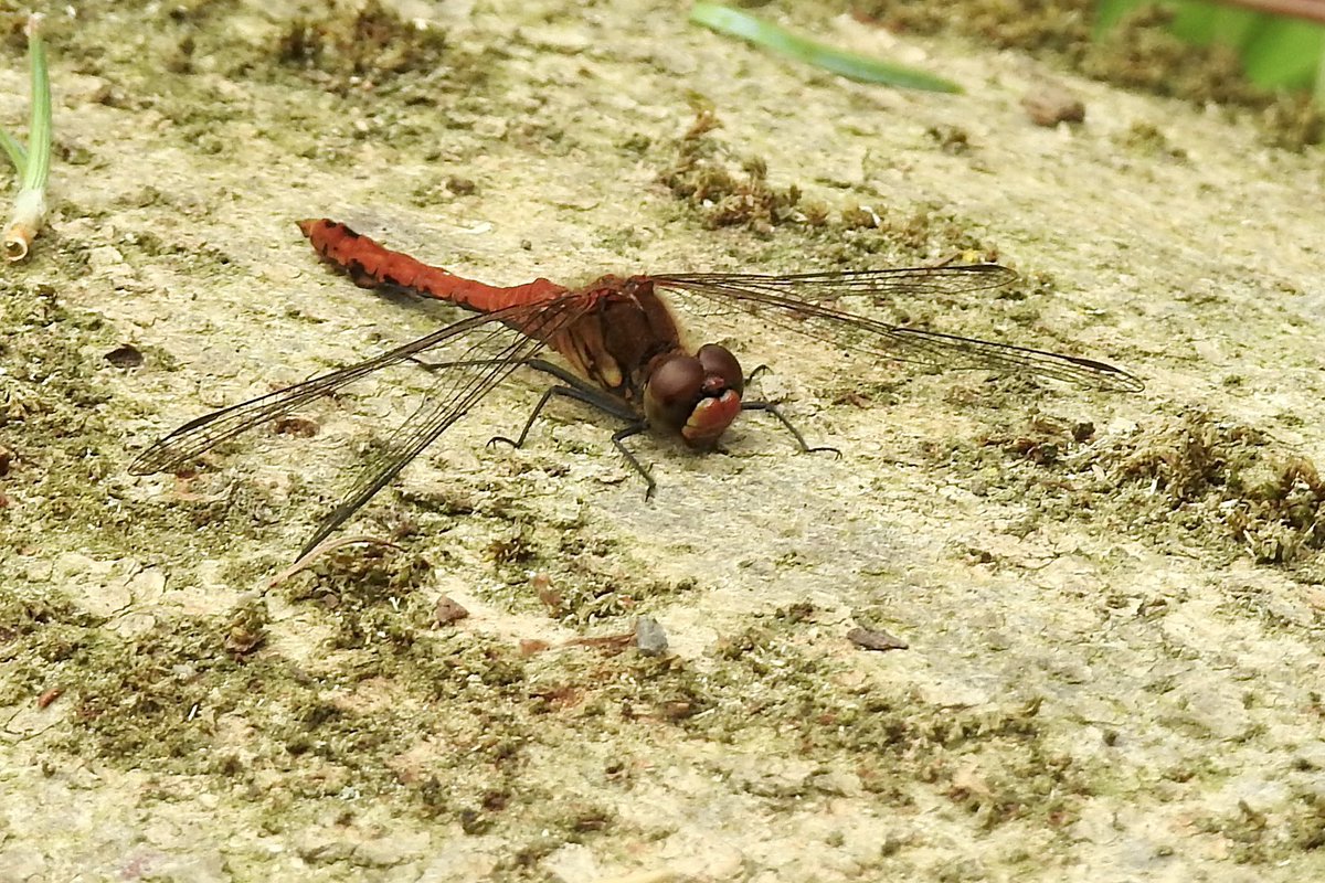 Pat Hogarth tweet media