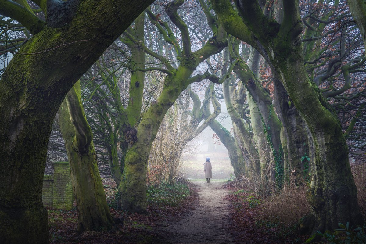 We have our own dark hedges in the Netherlands :)
