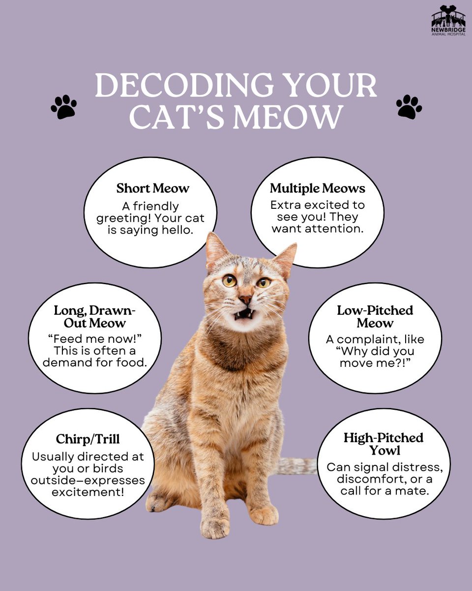 newbridgeanimal's tweet image. Ever wonder what your cat is trying to say? 🐱💬 From sweet chirps to dramatic yowls, every meow has a meaning! Pay close attention, and you’ll start understanding your kitty’s secret language. 🥰 Which meow does your cat use the most? #CatLanguage #HappyCats