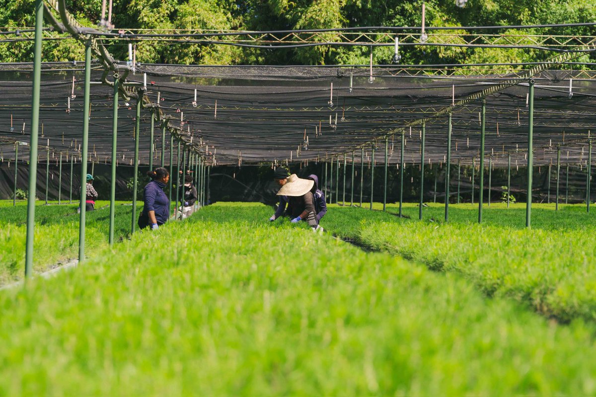 Detrás de cada pino plantado, existen manos que con esfuerzo hacen posible un futuro más verde. Su trabajo incansable en los viveros forestales contribuye directamente a la reforestación y restauración de ecosistemas, llevando vida donde antes hubo degradación.
#SurFuturo #Vivero
