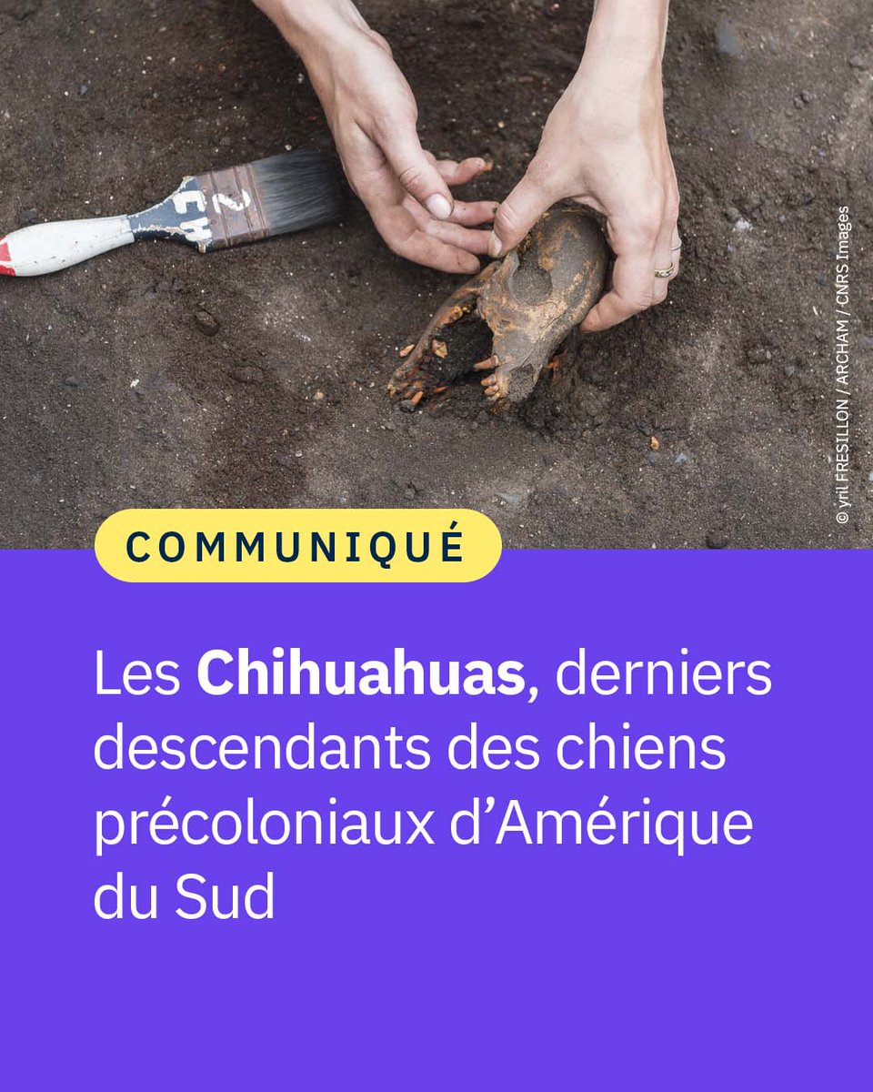 #Communiqué 🗞️ Le Chihuahua est la seule race à conserver des traces génomiques des lignées mésoaméricaines authentiques. 🐕
Une étude mêlant archéologie et génétique retrace la chronologie de dispersion des chiens en Amérique du Sud. 🧬

👉 cnrs.fr/fr/presse/les-…