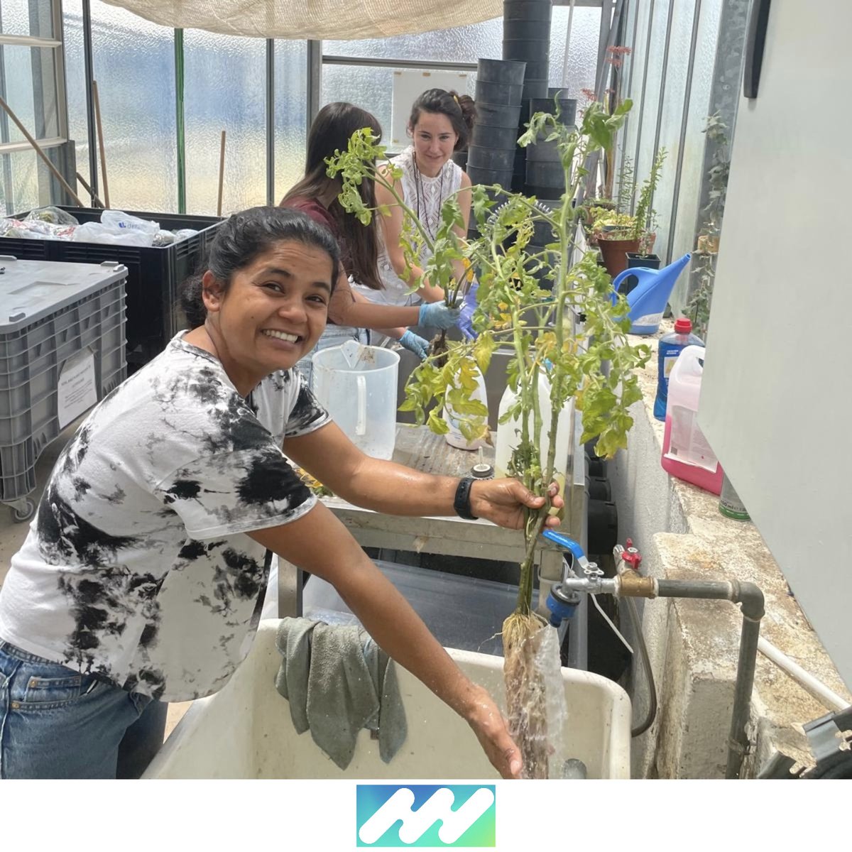 iPlantMicro's tweet image. Preparing exudate profiling from large plants is really a thing, so better with friends! 🌱🧪🦠 @itqbnova @greenit_bio4sus @istecnico