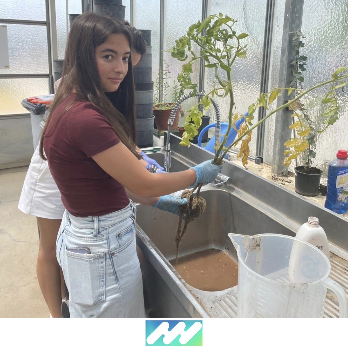 iPlantMicro's tweet image. Preparing exudate profiling from large plants is really a thing, so better with friends! 🌱🧪🦠 @itqbnova @greenit_bio4sus @istecnico