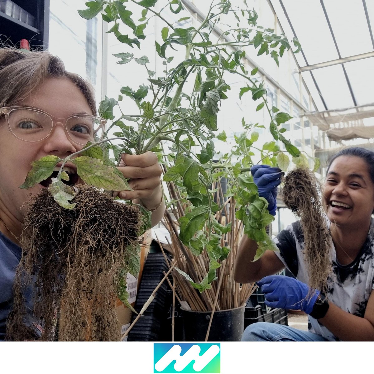 iPlantMicro's tweet image. Preparing exudate profiling from large plants is really a thing, so better with friends! 🌱🧪🦠 @itqbnova @greenit_bio4sus @istecnico