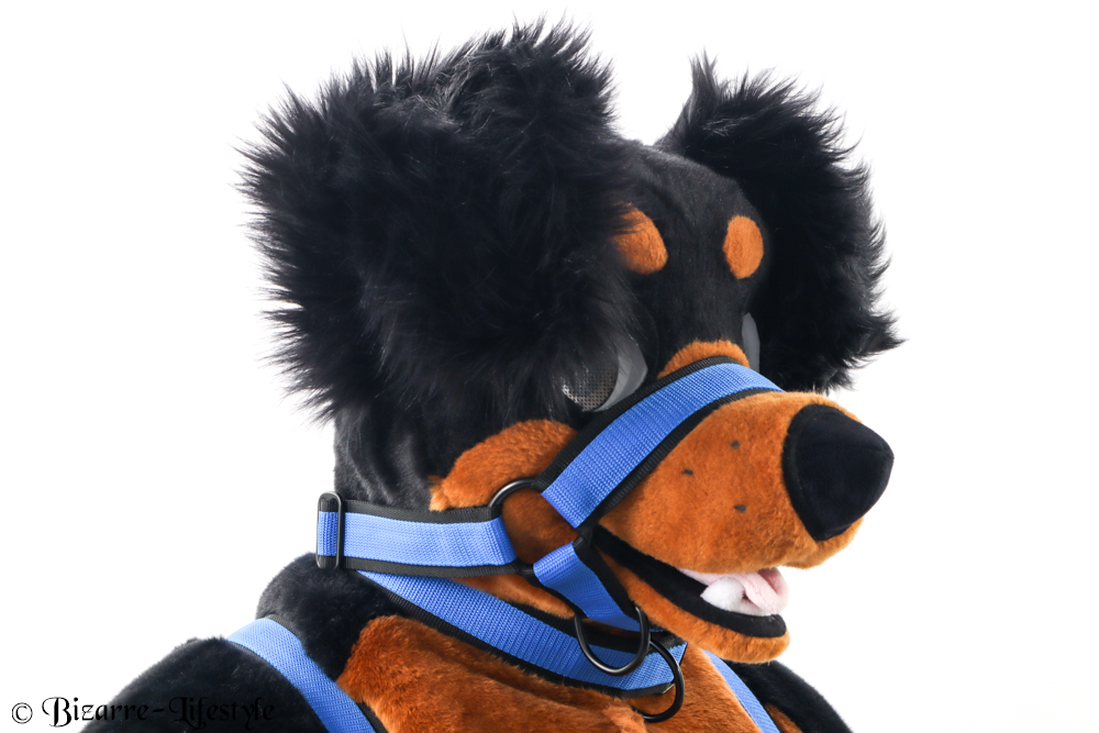 Which color of muzzle would you like on the Furry Bronco?