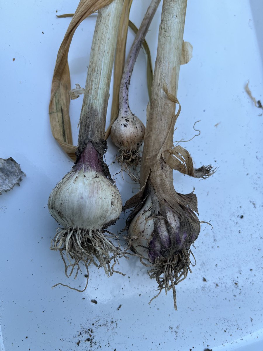 Oh lookie here! I grew some tiny garlics! 🤣 It’s pretty exciting… and next year I’m gonna grow more! 🤣💪🏼👏🤞