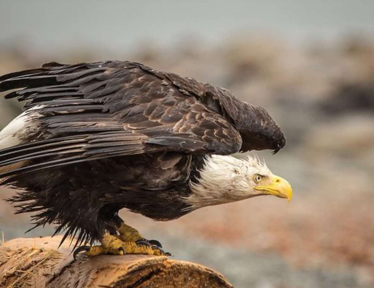 Banished Kent tweet media