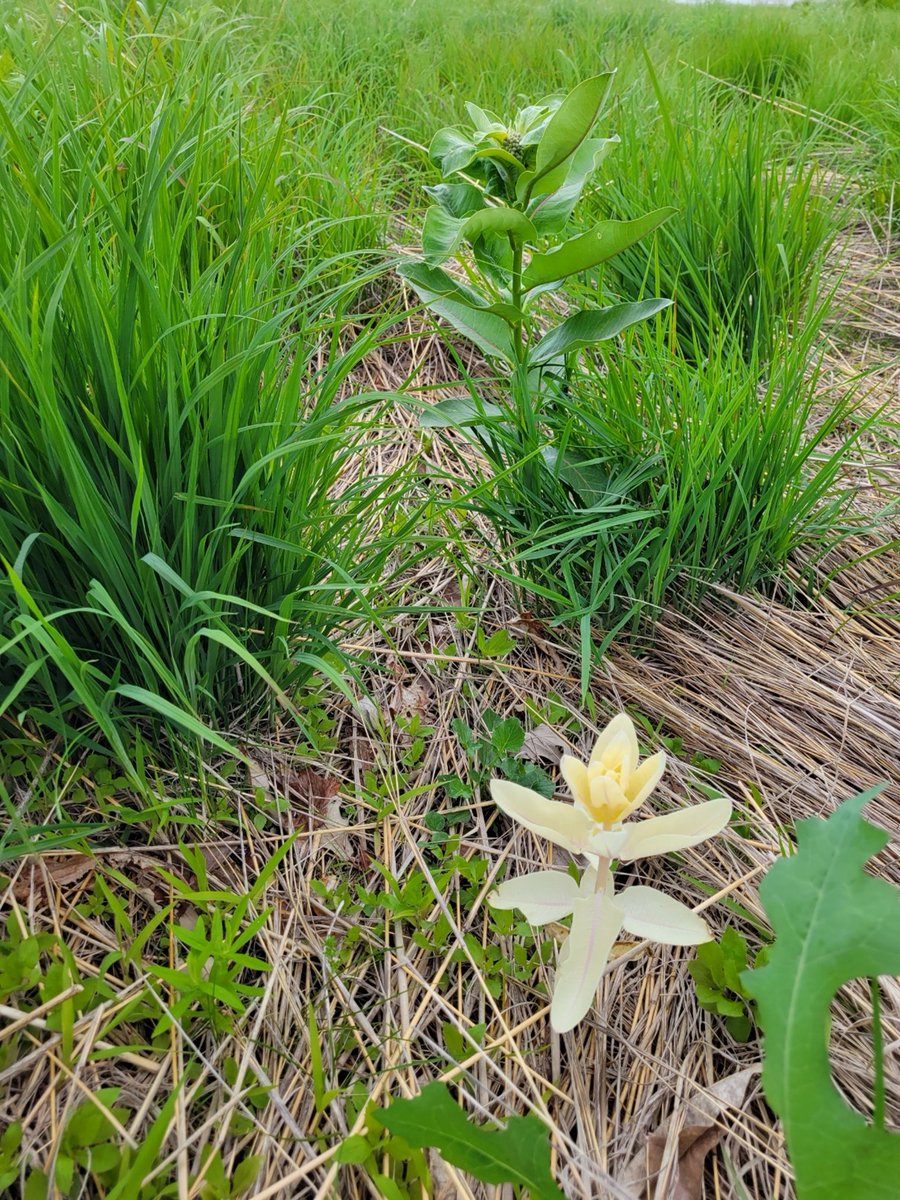 Plant of the Week: Uncommon Milkweed 🌿cityofmadison.com/engineering/bl…