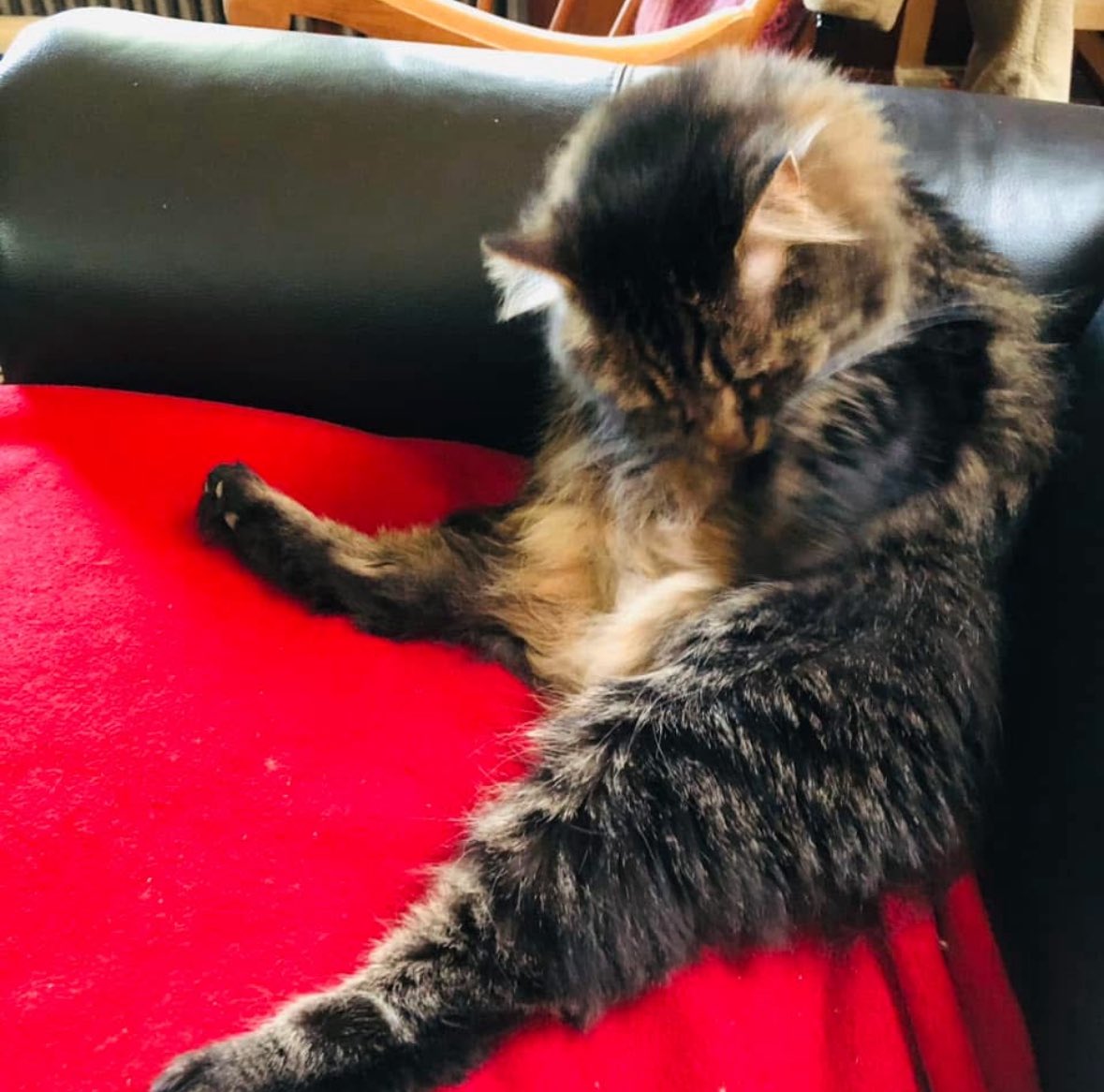 <a href="/Angus_The_Bold/">Angus</a> Happy Monday sweet babies   Love Waylon Ziva and Lucie. 🐈‍⬛🐾🖤