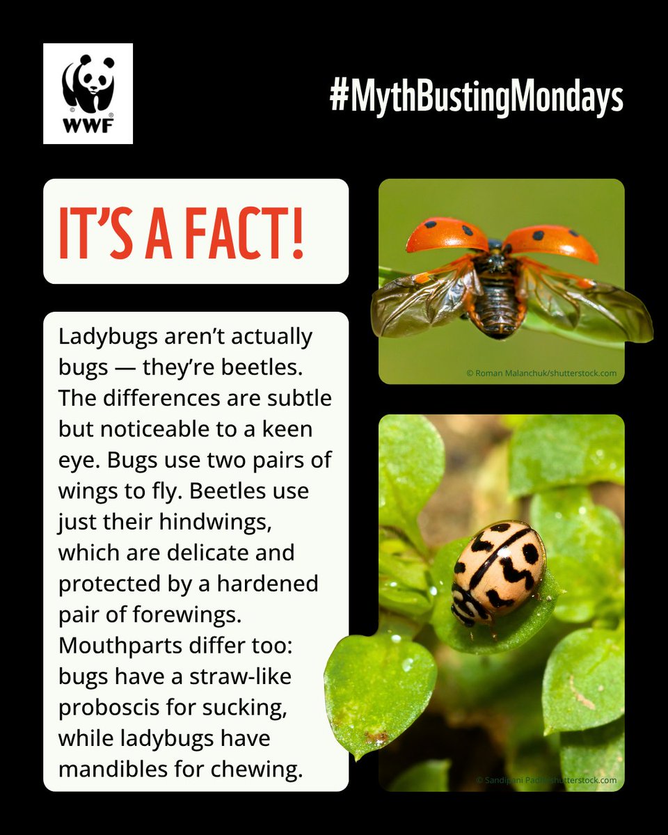 Is the ladybug really a bug? The truth hides beneath its spotted wings and in the way it eats.

Kick off every week by unlearning conservation notions and environmental myths with WWF-India’s #MythbustingMondays 

#WWFIndia #ladybug #beetles