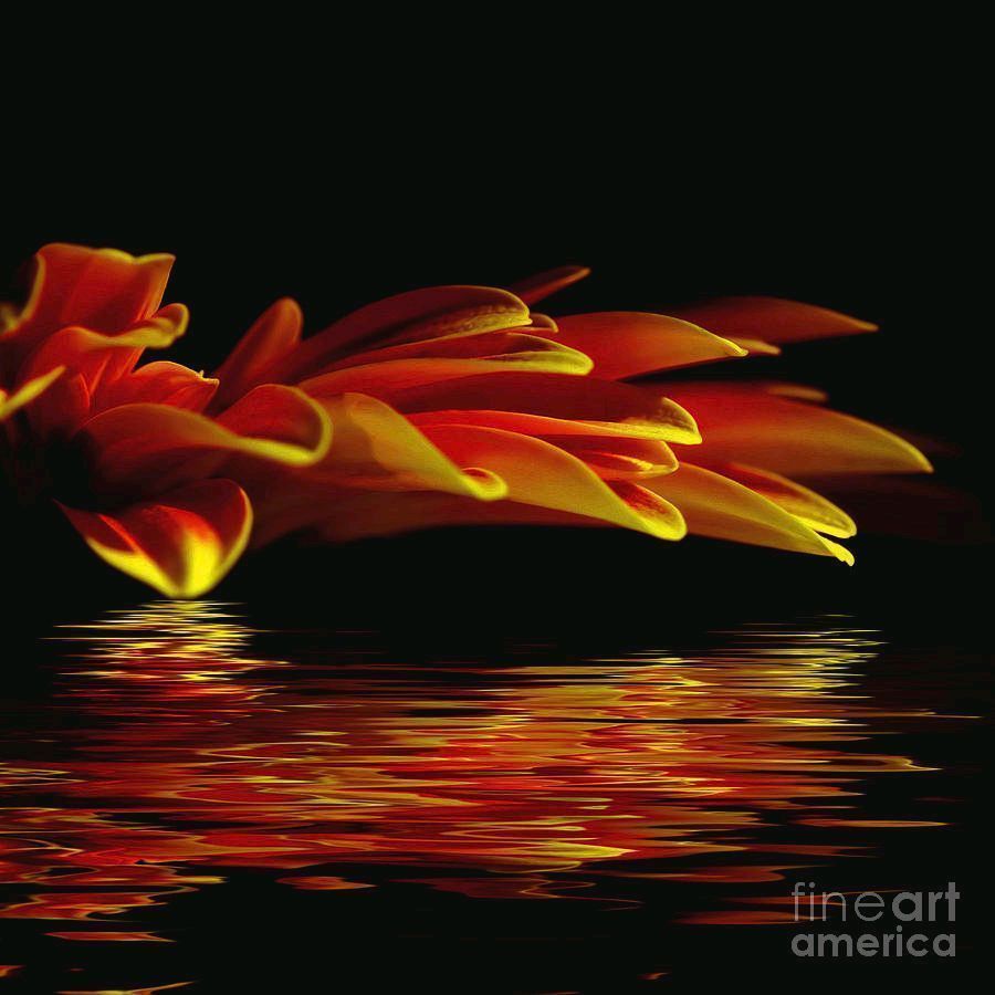 KayeMenner's tweet photo. #Midnight #Glow By Kaye Menner #Photography Wide variety #Prints & lovely #Products at:
https://t.co/RpUq354Eow
#flower #floral #redyellow #night #reflections #ripples #homedecor #giftideas #wallartforsale #Art #artforsale #BuyIntoArt #AYearForArt #Artist #FineArtAmerica https://t.co/us01CxSc8Q