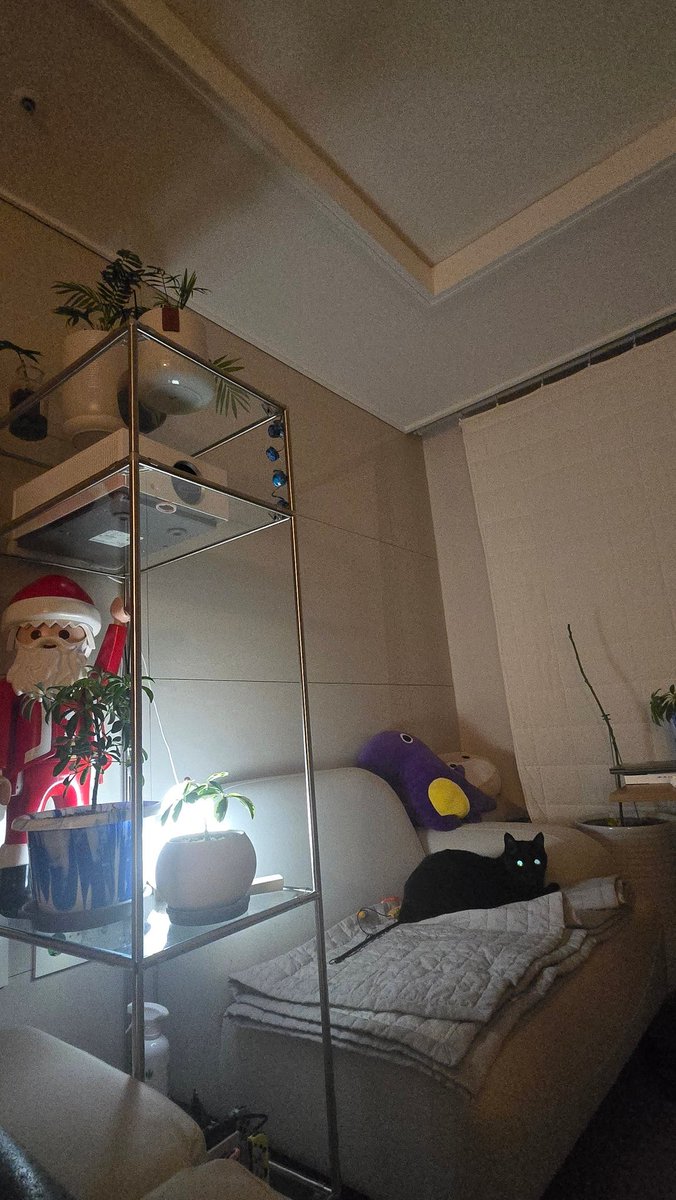 선반 꼭대기층 풀떼기는 두릅이로부터 피신시킨 테이블 야자들. 딱 봐도 고양이가 씹고 뜯고 맛보기 좋아하게 생겼음. 실제로 화분하나 뜯기기도 하고ㅠ 아래층 홍콩야자는 고양이가 먹으면 해로우니 조심해야 됨. 두릅이는 관심이 없숨. 처음에 해로운 줄 모르고 들여서 키우다가 나중에 알게 된 거.