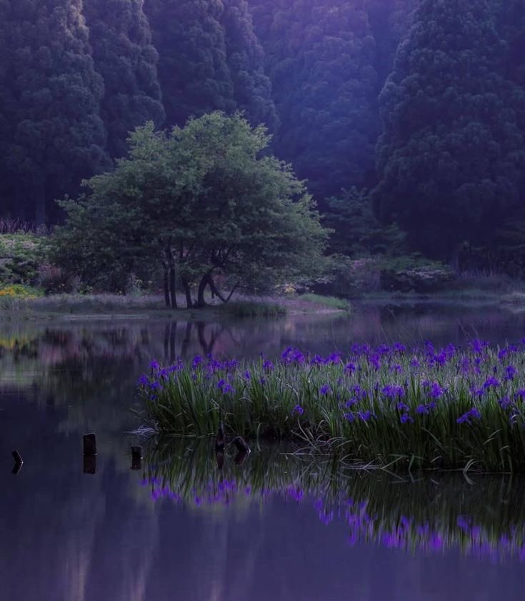 lavender haze.