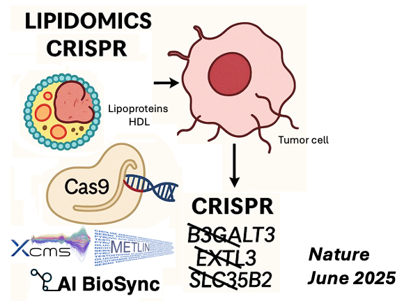 Lipidomics combined with CRISPR can help decipher the complex biochemistry that allow cancer cells to evade elimination.
doi.org/10.1038/s41586…
<a href="/Nature/">nature</a> fruitful collaboration with <a href="/JaviGBermudez/">Javier Garcia-Bermudez</a> #VitaminE