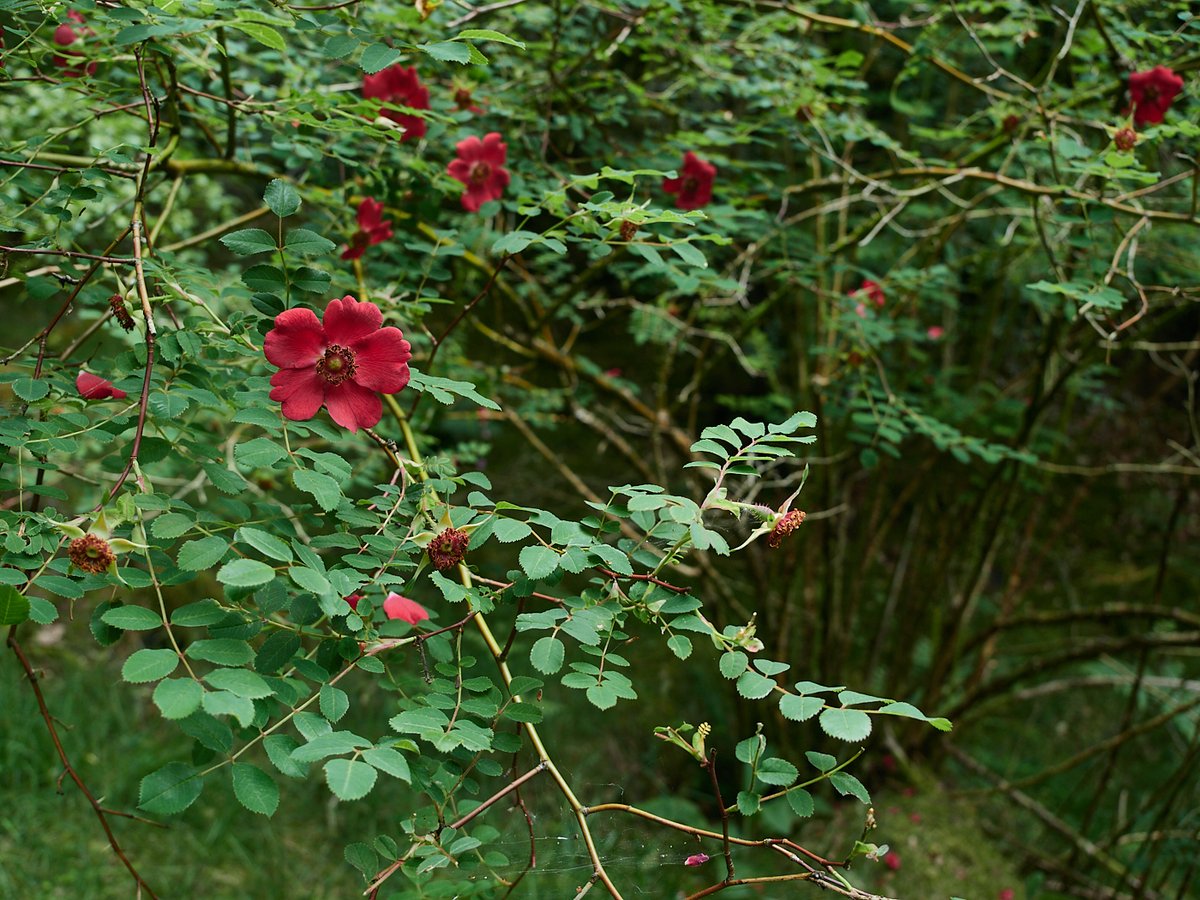 57seoras's tweet image. For those who would like a splash of garden colour ~ only this once. Druimchardain, Glenshee.
R. moyesii 'Geranium' and Lilium pyrenaicum.
ps. I know sod all about plants, so I might be wrong :)
#gardening #rose #rewilding #photography