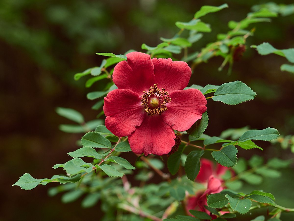 57seoras's tweet image. For those who would like a splash of garden colour ~ only this once. Druimchardain, Glenshee.
R. moyesii 'Geranium' and Lilium pyrenaicum.
ps. I know sod all about plants, so I might be wrong :)
#gardening #rose #rewilding #photography