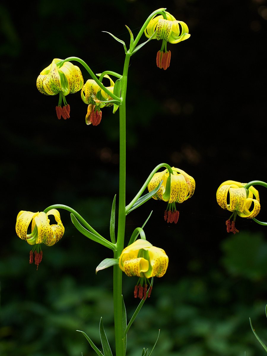 57seoras's tweet image. For those who would like a splash of garden colour ~ only this once. Druimchardain, Glenshee.
R. moyesii 'Geranium' and Lilium pyrenaicum.
ps. I know sod all about plants, so I might be wrong :)
#gardening #rose #rewilding #photography