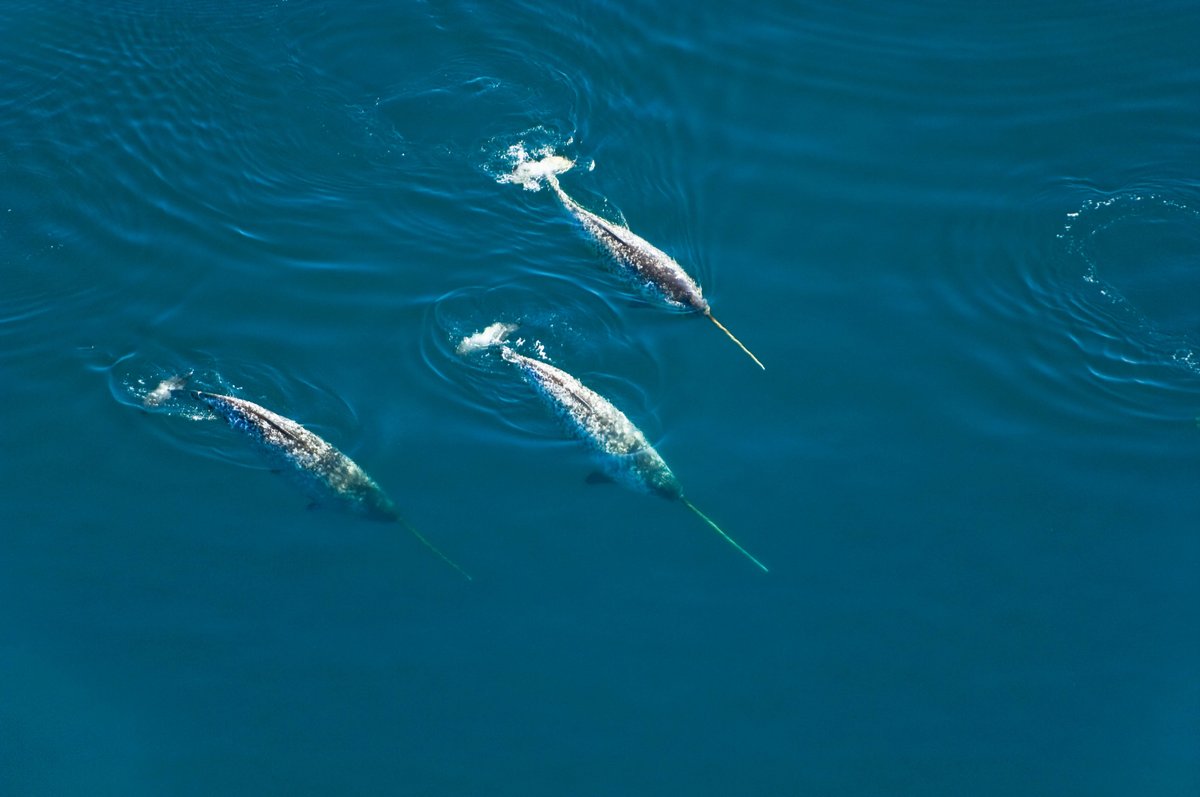Narwhals, fjords, sea birds, vibrant Inuit communities. This is Tallurutiup Imanga National Marine Conservation Area. Participate in the public consultation on Tallurutiup Imanga today: ow.ly/Q8No50WeIaC

📷 Mario Cyr

<a href="/ParksCanada/">Parks Canada</a>
<a href="/Qikiqtani_Inuit/">Qikiqtani Inuit</a>
@GovofNunavut