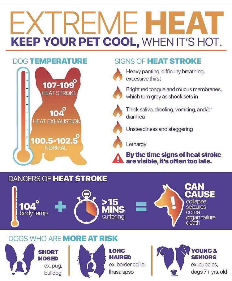 Heads up Pet People #heat #Dog #Cats