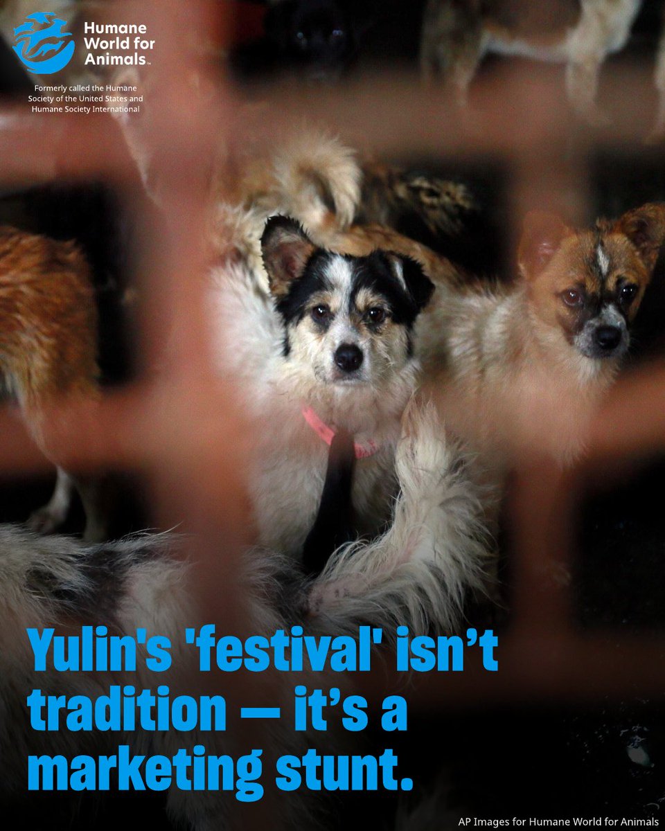 humaneworldorg's tweet photo. China’s notorious Yulin dog meat “festival” began on June 20th. Every year, thousands of stolen family pets or strays are packed tightly into small, painful wire cages. Trembling in fear, they’re transported in the relentless summer heat for days. Those who survive the journey will be brutally slaughtered for their meat. 

Learn more: https://t.co/FIel22fvUn