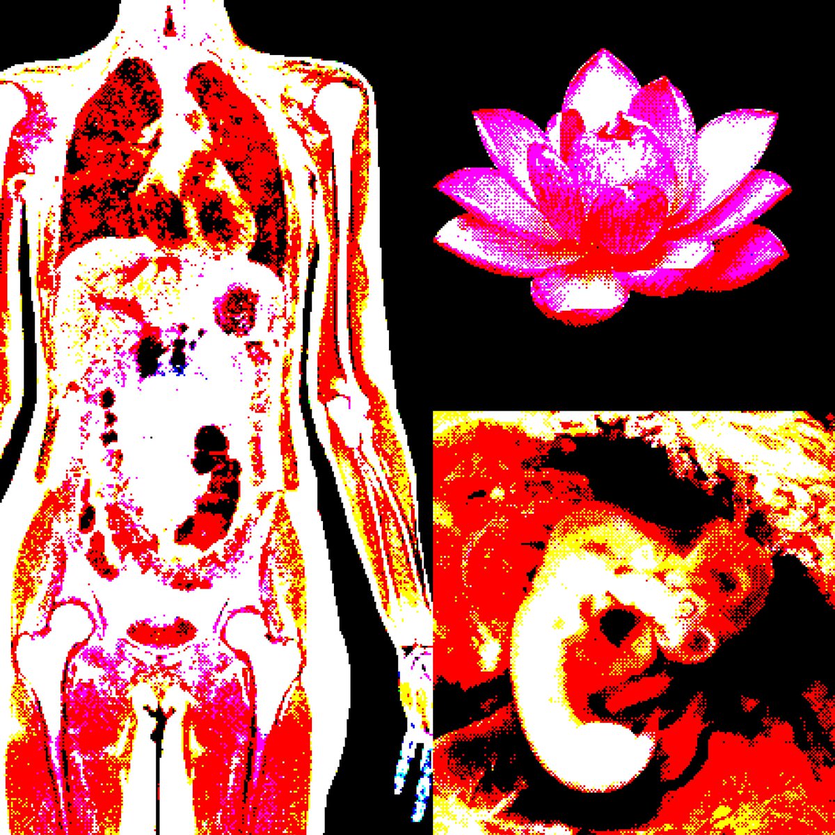 meat_cuts's tweet image. Lotus 
#internalOrgans #femaleEntrails #gorecore #embryo