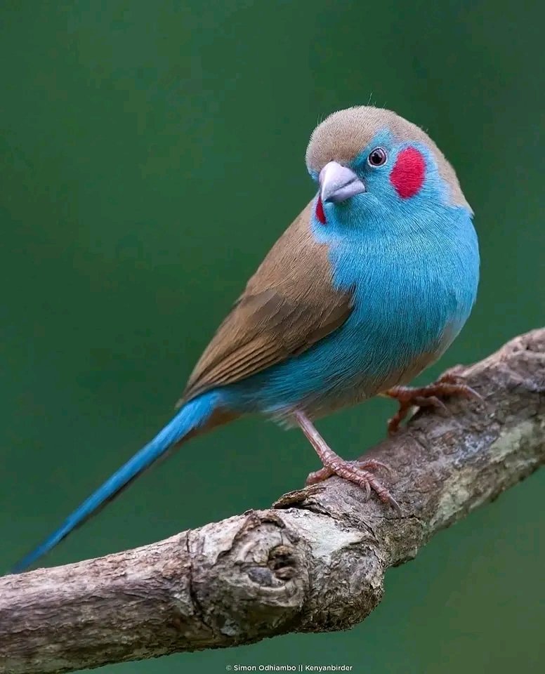 MbarkCherguia's tweet photo. Red-cheeked Cordon-bleu (Uraeginthus bengalus) in Kenya 🇰🇪

📷 @Kenyabirder (Instagram) ©️

#birds #nature #wildlife #MondayMotivation https://t.co/YWzAd4bQVU