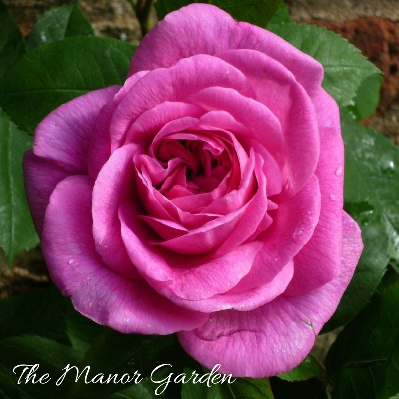 GreenKnoweManor's tweet image. The #GreenKnowe garden is open daily from 11.00 am greenknowe.co.uk
