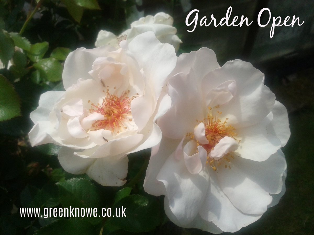 GreenKnoweManor's tweet image. The #GreenKnowe garden is open daily from 11.00 am greenknowe.co.uk