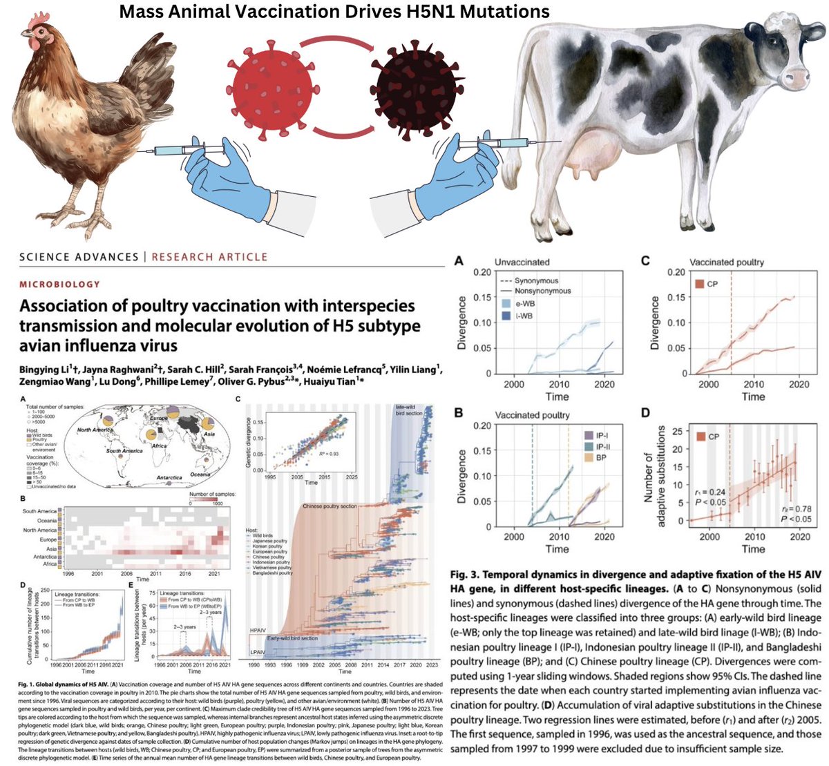 Mass vaccinating poultry with non-sterilizing H5N1 vaccines (mRNA or single-antigen) will accelerate viral evolution—fueling deadlier strains and raising the risk of a human pandemic. 

This plan should not even be on the table.