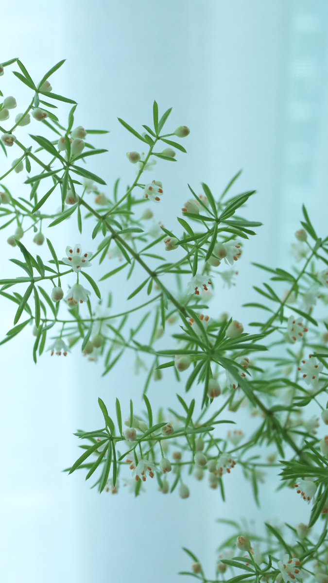 아스파라거스메이리 꽃 폈다