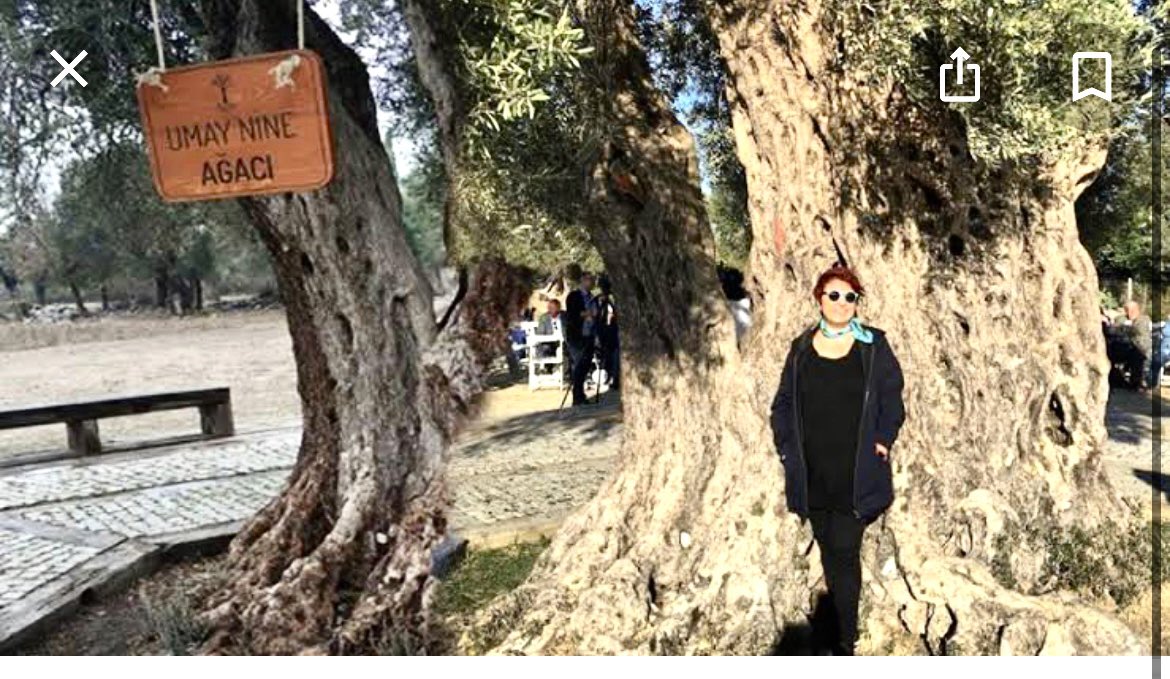 #ZeytinimeDokunma Goethe’nin ‘İtalya Seyahati’ mektuplarından aklımda en çok; Akdeniz’i dünyanın en güzel iklim ve kültür coğrafyası yapanın aslında #Zeytin ve #İncir Ağaçları olduğu kalmıştır. Yani #AĞAÇLAR ! Peki nasıl olur da bir kültürün en temel taşlarından biri ağaç olur? +