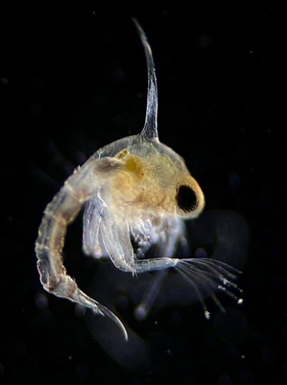 Porcupine Marine (@porcupinemnhs) on Twitter photo A survey of the near-shore marine plankton of Norfolk, UK at three sample sites between 2023−2024 - featured article from the latest issue of the Bulletin of <a href="/PorcupineMNHS/">Porcupine Marine</a> by <a href="/ElizabethBeston/">Elizabeth Beston</a>. Want to find out more? Then why not become a member: pmnhs.co.uk/why-not-join-us A survey of the near-shore marine plankton of Norfolk, UK at three sample sites between 2023−2024 - featured article from the latest issue of the Bulletin of <a href="/PorcupineMNHS/">Porcupine Marine</a> by <a href="/ElizabethBeston/">Elizabeth Beston</a>. Want to find out more? Then why not become a member: pmnhs.co.uk/why-not-join-us